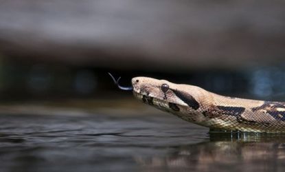In order to keep up with the demands of swallowing their prey whole, pythons' hearts grow up to 40 percent during digestion.