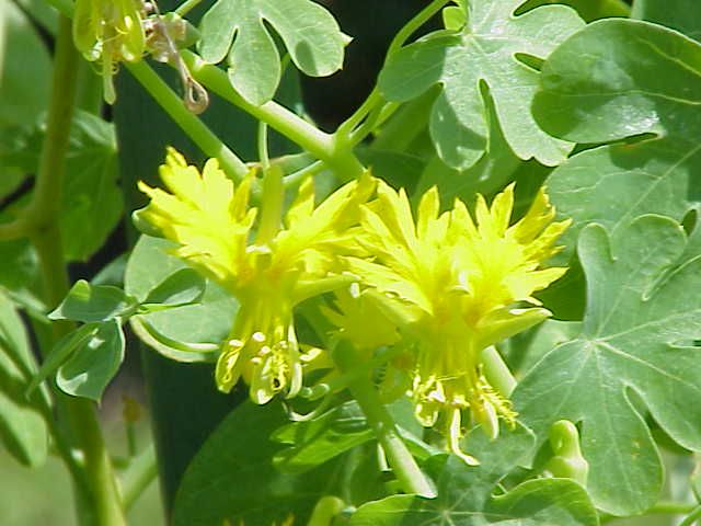 Yellow Canary Vine Seed