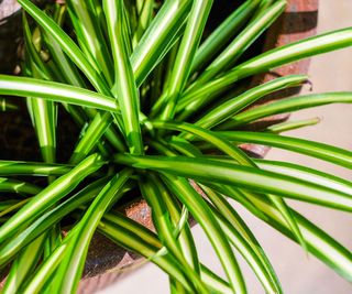 spider plant vittatum growing in container