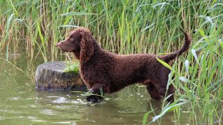 American water spaniel standing in a river