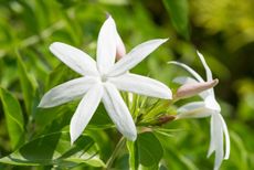 Close Up Of White Flowers On Jasmine Plant