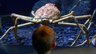 Three-year old boy looking at a spider crab at the aquarium. Robyn Beck/AFP via Getty Images