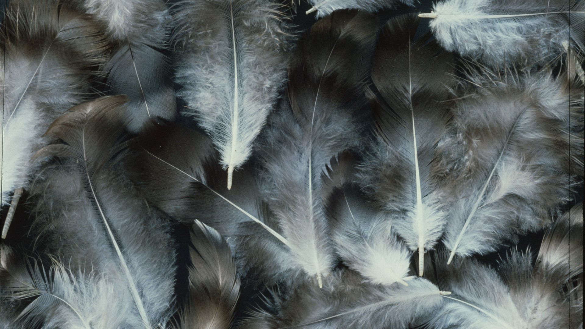 Down feathers used in feather mattress toppers