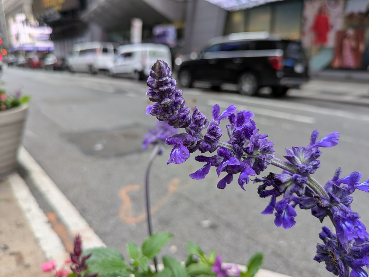 Google Pixel 8a main camera sample.