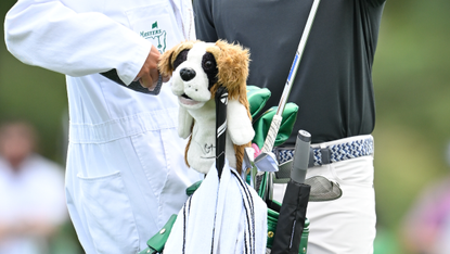 Rory McIloy's dog headcover for his golf clubs