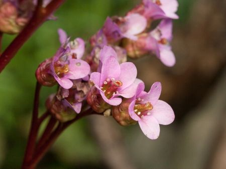 Bergenia Perennials With Insects