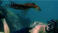 My Octopus Teacher