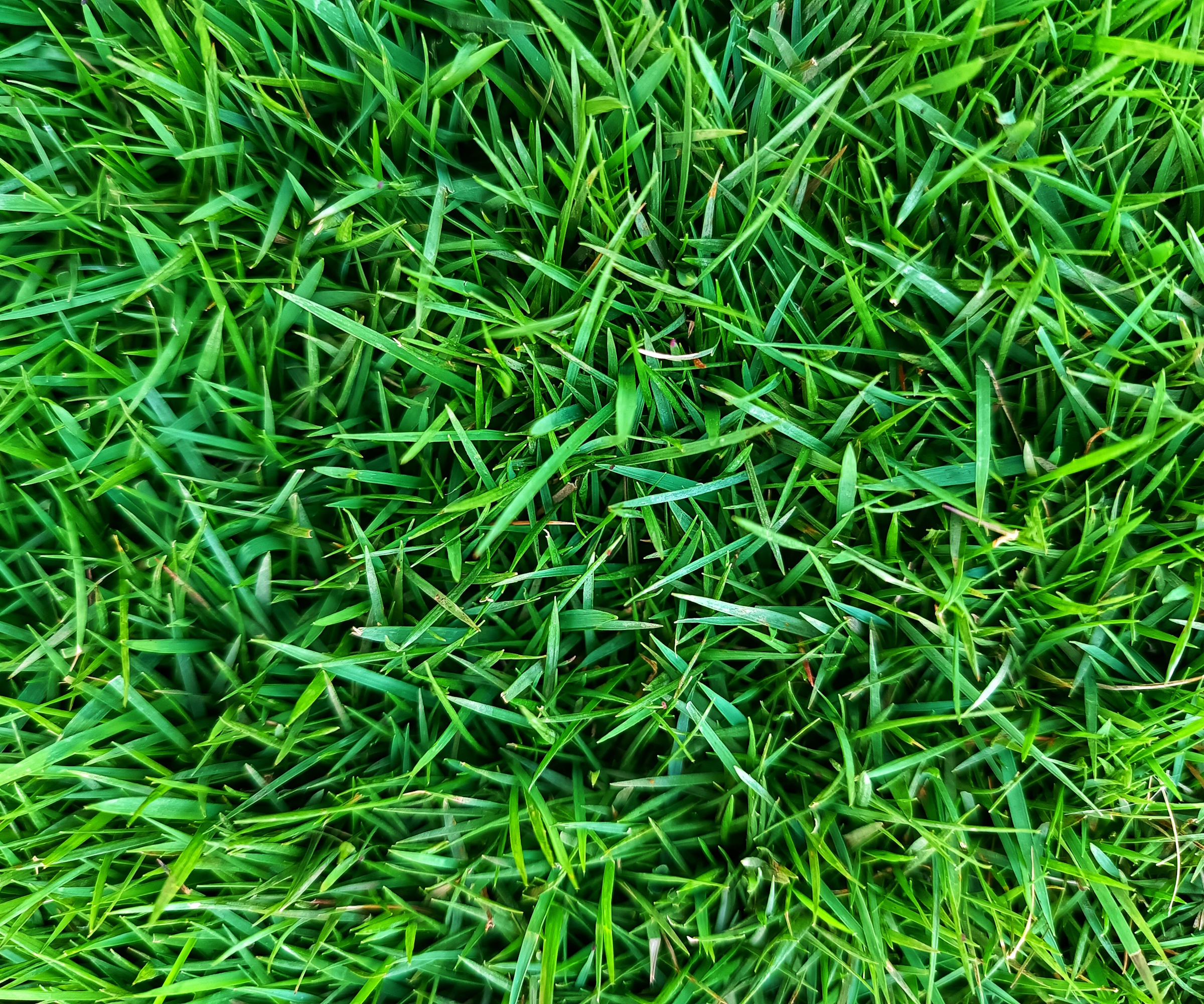 Zoysia grass