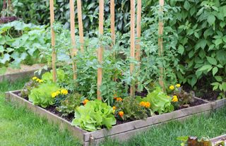 companion planting tomatoes veg in a raised bed
