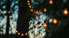Solar lights in trees 