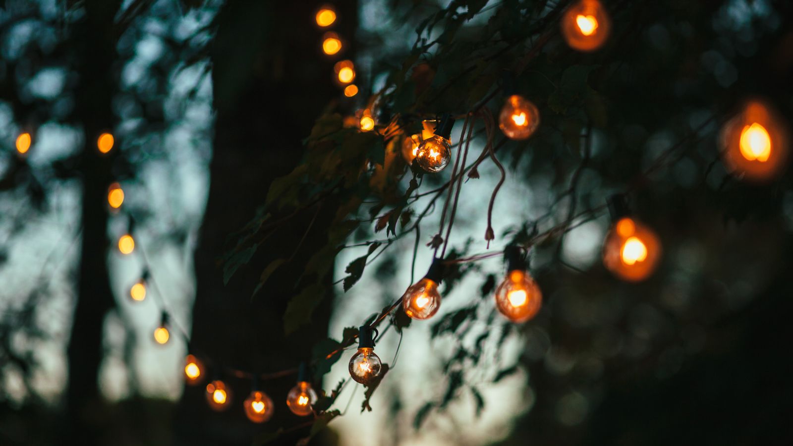Solar lights in trees 