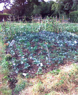 july-allotment.gif