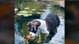 Dog makes friends with fish 