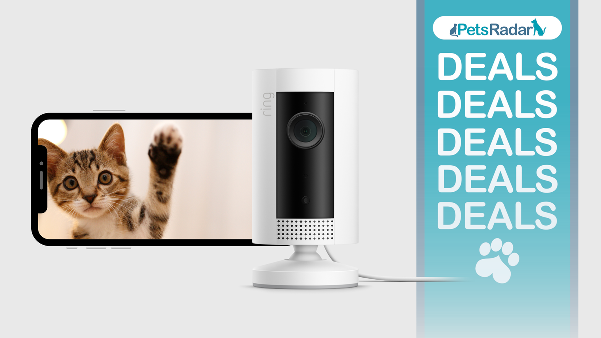 Cat waving on a phone next to the Ring Indoor Camera Amazon Prime Day deal