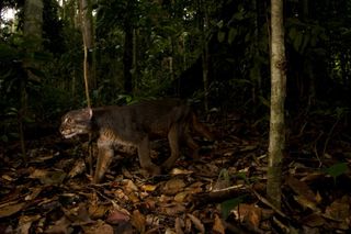 bay cat, borneo bay cat