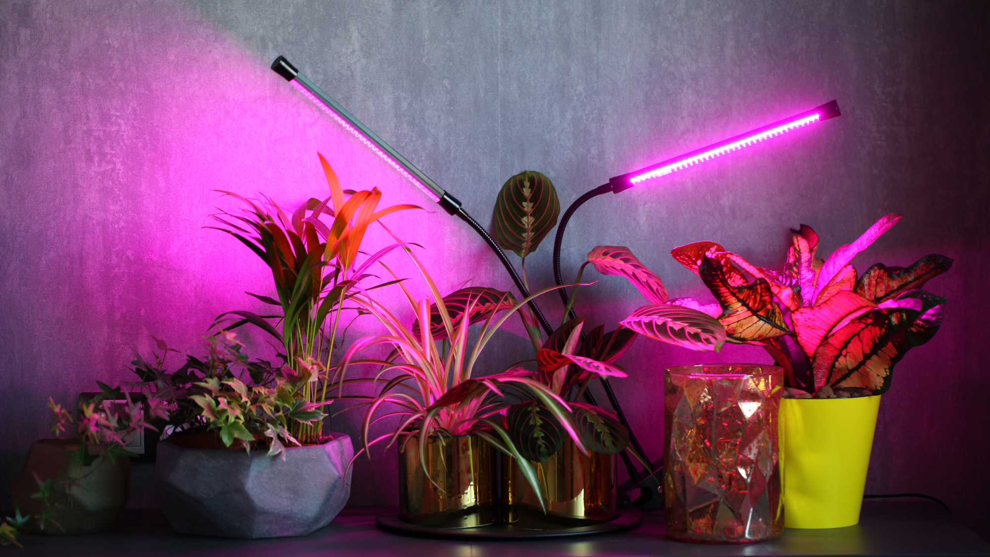 LED grow lights and houseplants