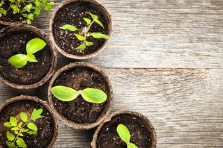 Potted plants