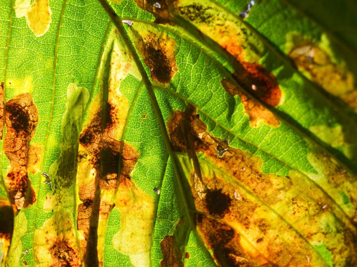 horse chestnut pest