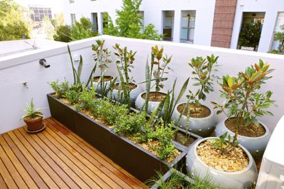 Rooftop Garden With Potted Plants