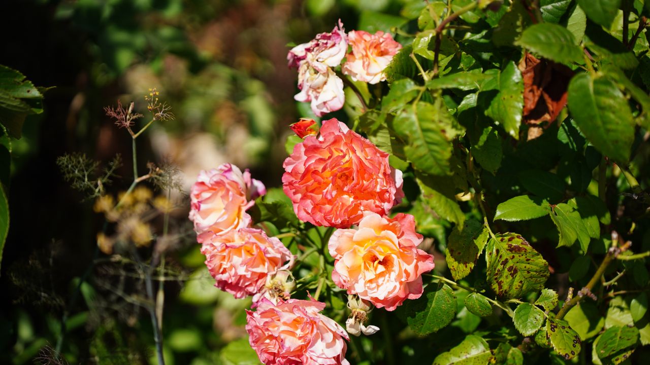 Tamron 35-100mm f/2.8 Di III VXD sample image