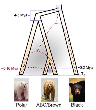 A comparison of the complete genetic blueprints from polar, brown and black bears estimated they diverged roughly 4 to 5 million years ago. (ABC brown bears are a genetically isolated population in Alaska.)