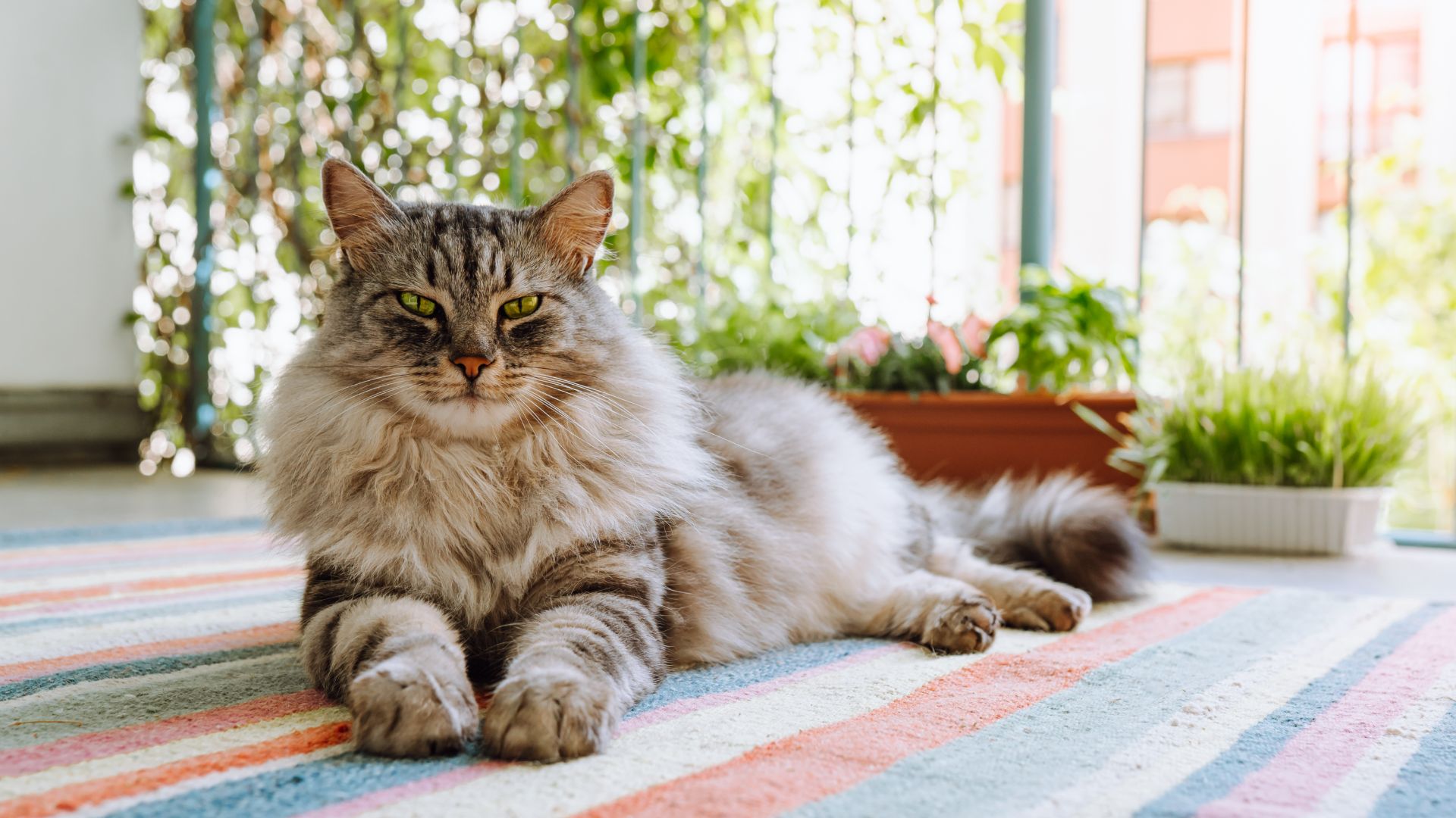Maine Coon cat lying on rug