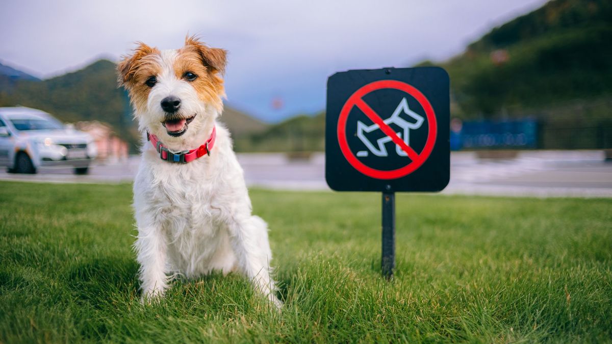 Small brown and white dog sitting by litter sign on grass