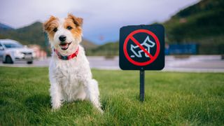 Dog sitting by sign