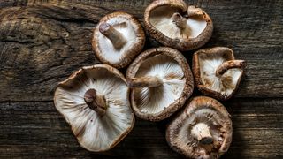 shiitake mushrooms on wooden bench