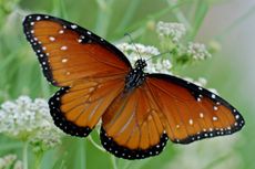 Butterflies of the American Deserts
