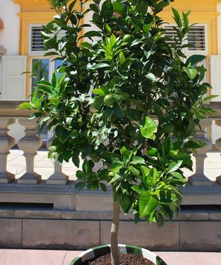 Lime tree growing in a container