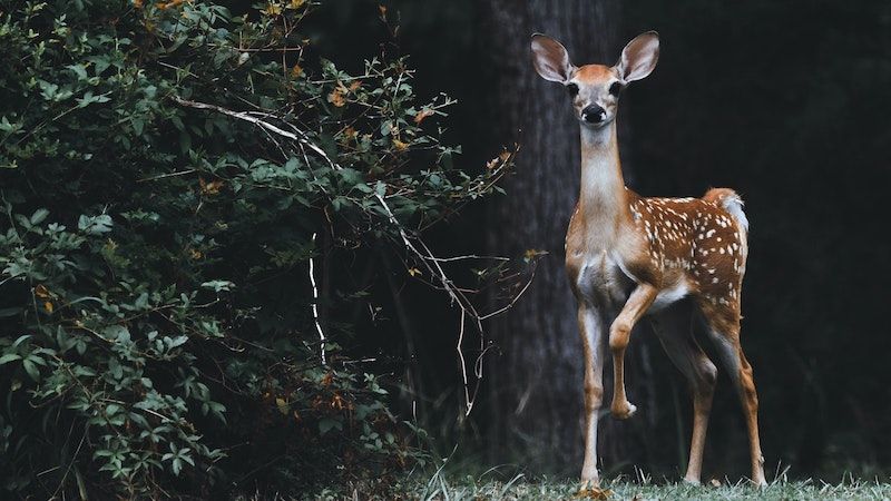 deer on property near tree