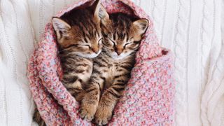 Two kittens curled up together in a blanket