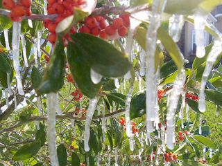icicle red berries florida freeze