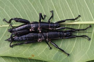 The "tree lobster" stick insect has a thick, worm-like tail and widened, blade-like back legs.