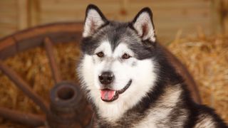 Beautiful Alaskan malamute