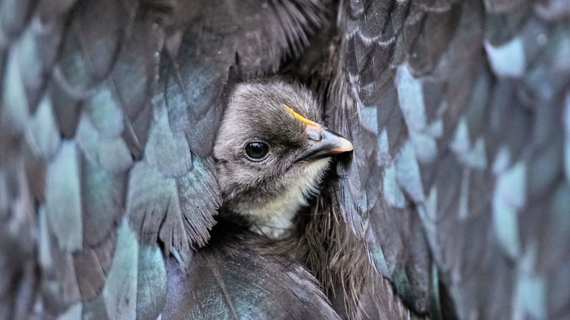 A baby bird