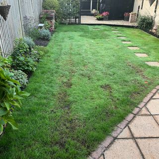 Grass lawn after scarifying process in garden