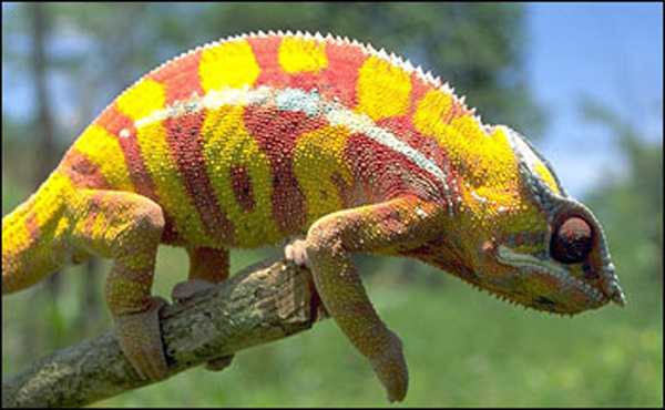 Crystal amaze: how a chameleon changes colour revealed, Animal behaviour