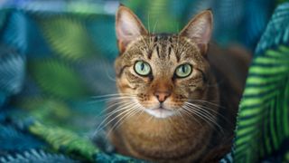 Close up of tabby cat with green eyes