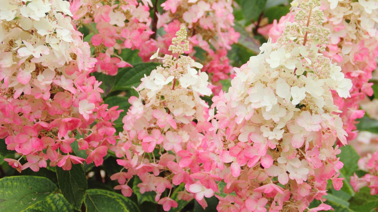 pinky winky hydrangea flowers in early summer