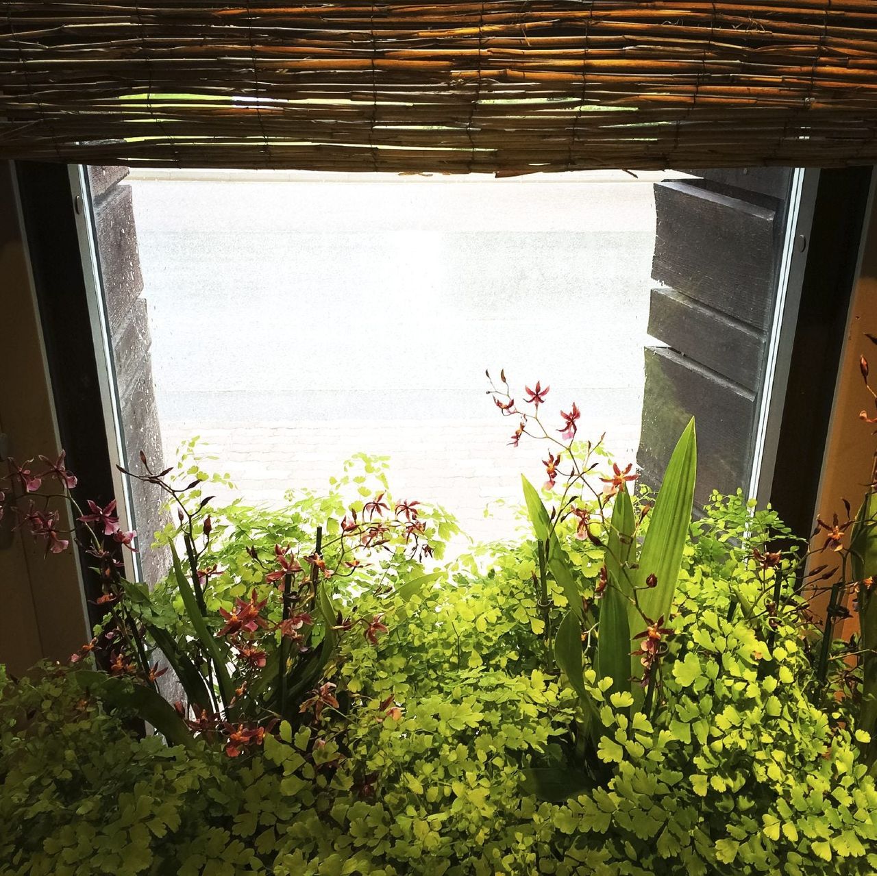 Plants In A Window Sill