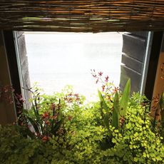 Plants In A Window Sill