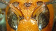 An image shows a murder hornet's distinctive face.