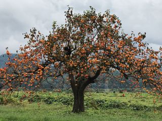 A persimmon tree