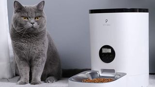 Are automatic pet feeders a good idea? Cat sat next to an automatic pet feeder
