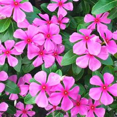 Madagascar periwinkle plant with bright pink flower heads