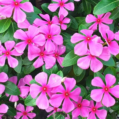 Madagascar periwinkle plant with bright pink flower heads