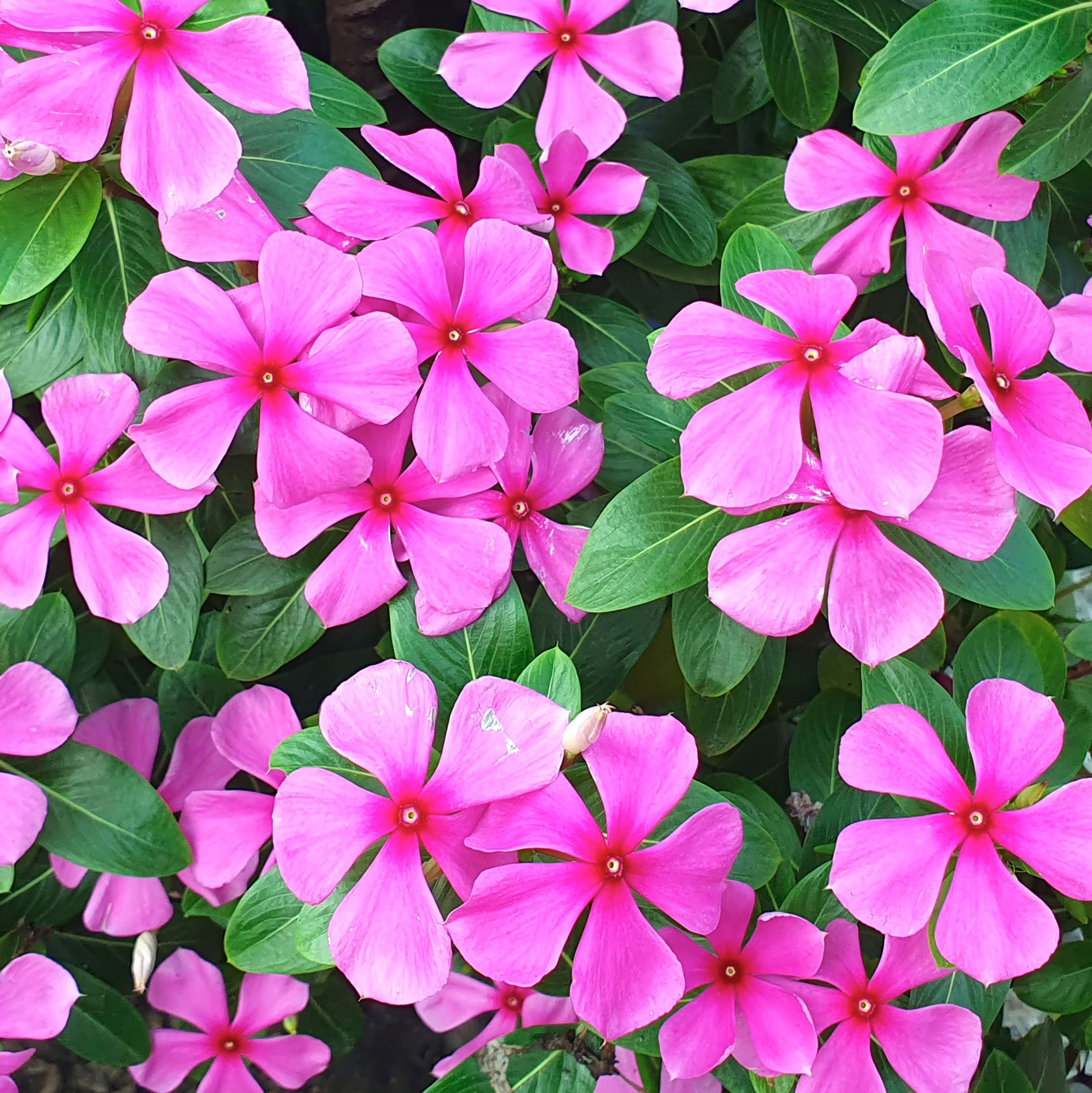 Madagascar periwinkle plant with bright pink flower heads