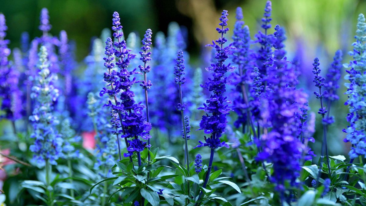 These 8 Fast-Growing Plants Fill August Gaps with Lavish Color – For a Dazzling Late Summer Flush Into Fall